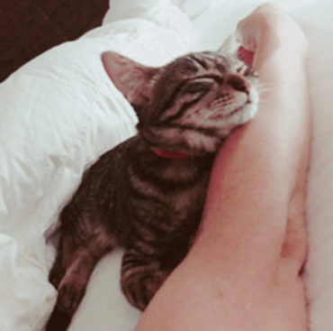 川上洋平,猫,ソイ