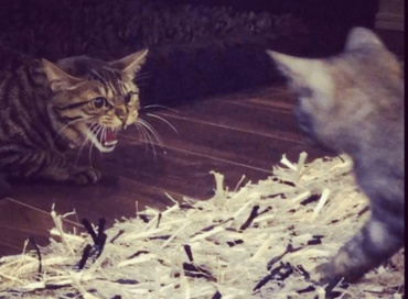 川上洋平,猫,ラテ