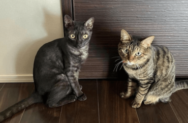 川上洋平,イケメン,猫