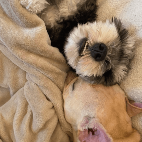 押尾学,ラグジュアリー