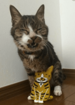 川上洋平,猫,ミルク