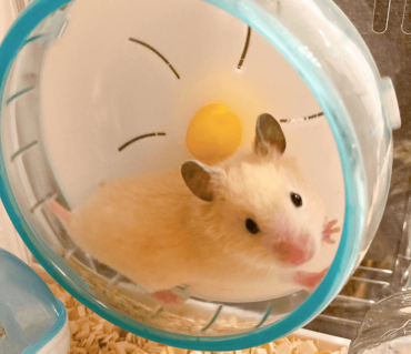 野田クリスタル,ハムスター,はむはむ