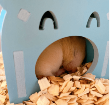 野田クリスタル,ハムスター,はむはむ