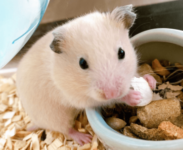 野田クリスタル,ハムスター,はむはむ