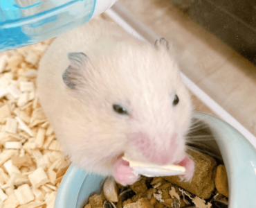 野田クリスタル,ハムスター,はむはむ