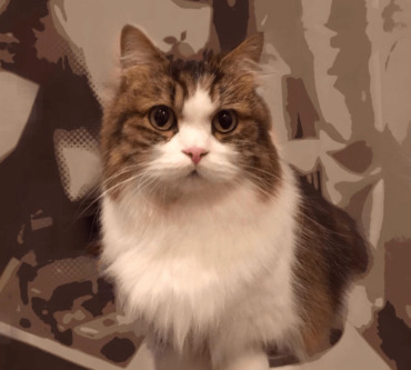 恒松祐里,自宅警備員チャーリー