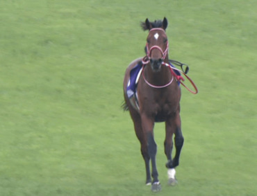 バスラットレオン,藤岡騎手